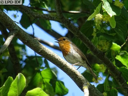 Rougegorge familier