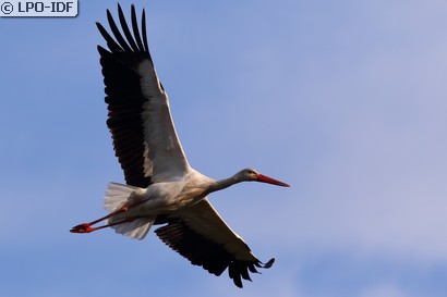 Cigogne blanche