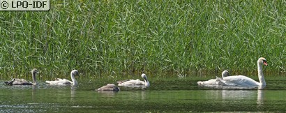 Cygne tuberculé