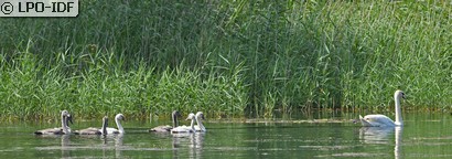 Cygne tuberculé