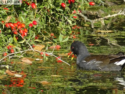 Gallinule poule-d'eau