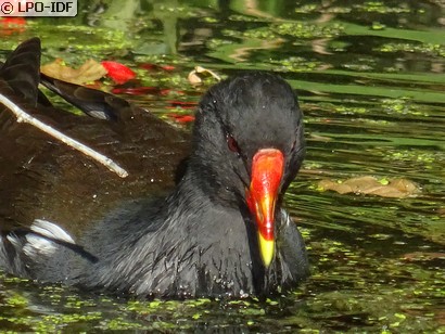 Gallinule poule-d'eau