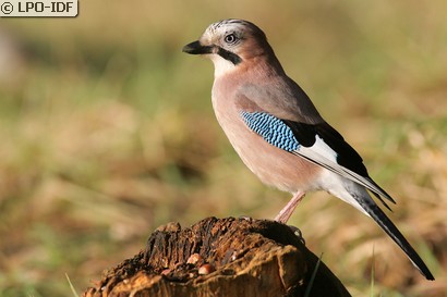 Geai des chênes