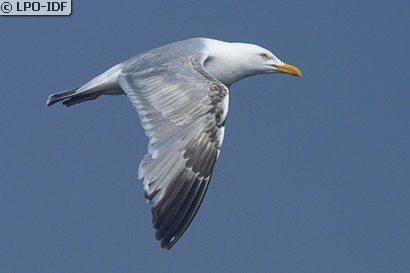 Goéland argenté