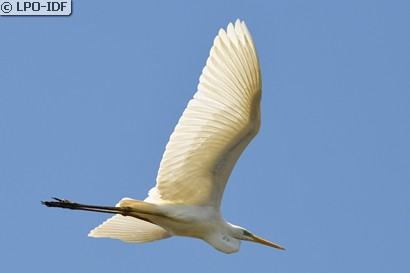 Grande Aigrette