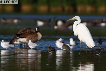 Grande Aigrette