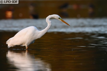 Grande Aigrette