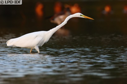 Grande Aigrette