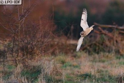 Hibou des marais