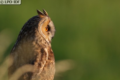Hibou moyen-duc