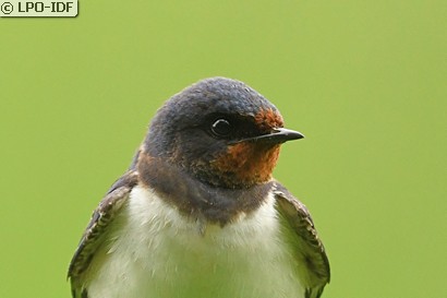 Hirondelle rustique