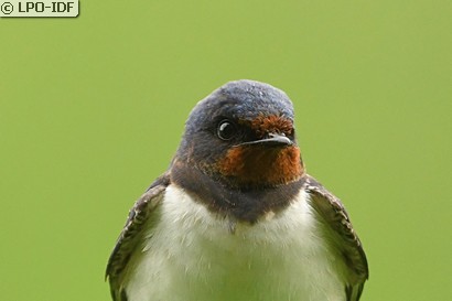 Hirondelle rustique