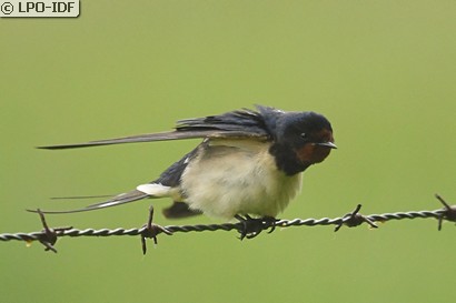 Hirondelle rustique