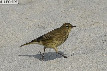 Pipit maritime