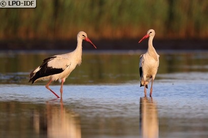 Cigogne blanche