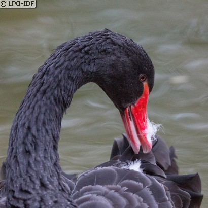 Cygne noir