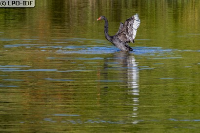 Cygne noir
