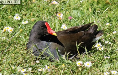 Gallinule poule-d'eau