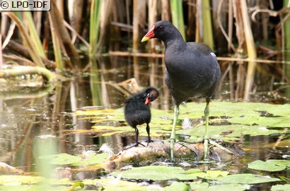Gallinule poule-d'eau
