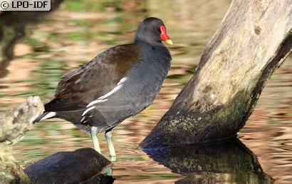 Gallinule poule-d'eau