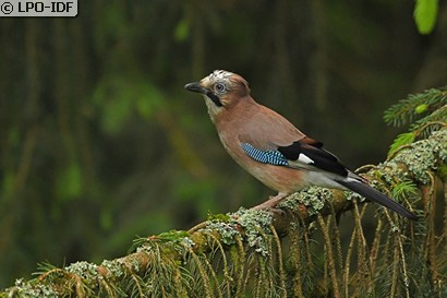Geai des chênes