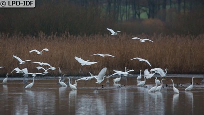 Grande Aigrette