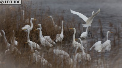 Grande Aigrette