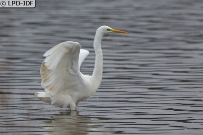 Grande Aigrette