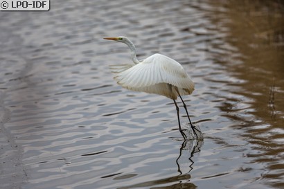 Grande Aigrette