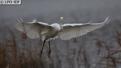 Grande Aigrette
