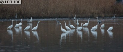 Grande Aigrette