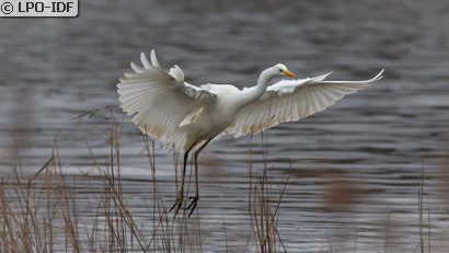 Grande Aigrette