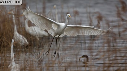 Grande Aigrette