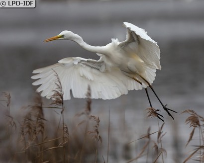 Grande Aigrette