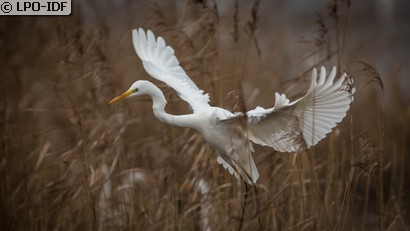 Grande Aigrette