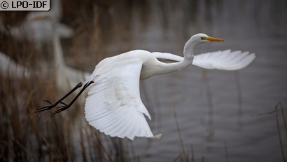 Grande Aigrette