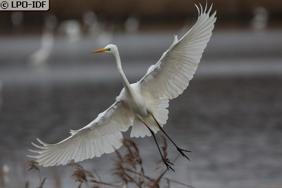 Grande Aigrette