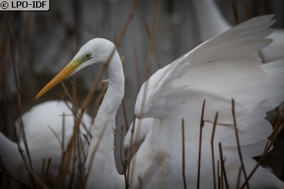 Grande Aigrette