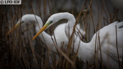 Grande Aigrette