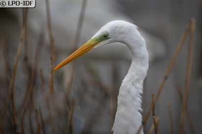 Grande Aigrette