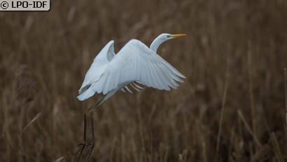 Grande Aigrette