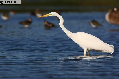 Grande Aigrette