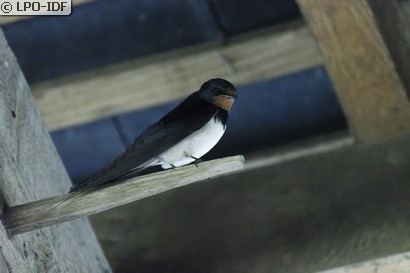 Hirondelle rustique