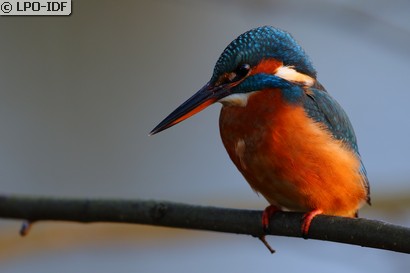 Martin-pêcheur d'Europe