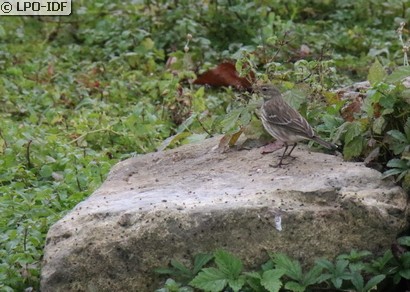 Pipit spioncelle