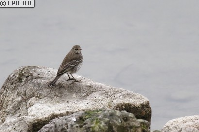 Pipit spioncelle