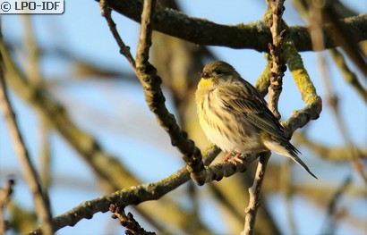 Serin cini