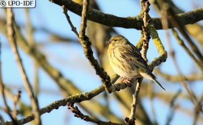 Serin cini