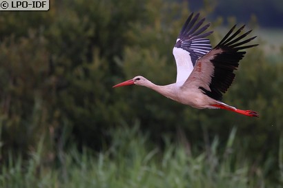 Cigogne blanche