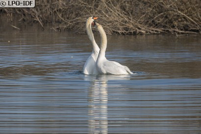 Cygne tuberculé